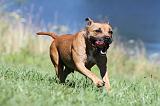 STAFFIE 088